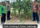 Polsek-Krembung-dan-Pemdes-Tanjekwager-Tinjau-Perkembangan-Lahan-Jagung-untuk-Dukung-Ketahanan-Pangan