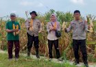 Polsek-Tanggulangin-Dukung-Ketahanan-Pangan,-Panen-Raya-Jagung-di-Desa-Randegan