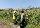 Petani-Desa-Lebo-Apresiasi-Dukungan-Polisi-Terhadap-Upaya-Ketahanan-Pangan