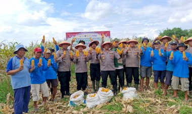 Panen-Jagung,-Polsek-Balongbendo-Targetkan-60-Ton-Hasil-Produksi